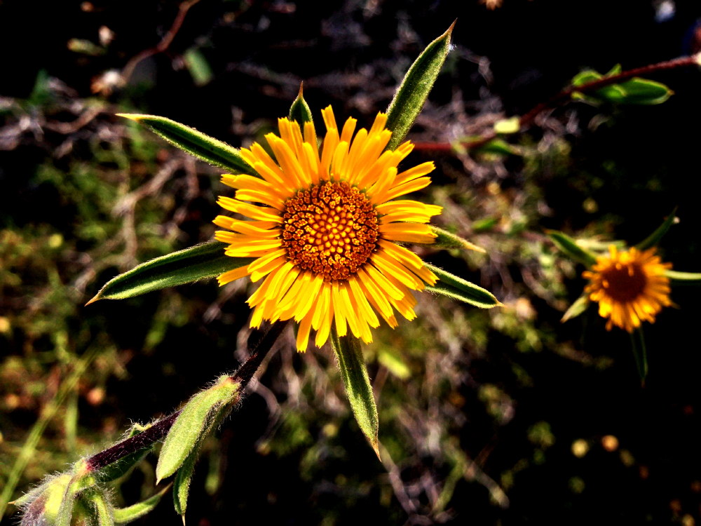 Free Yellow Flower Photo