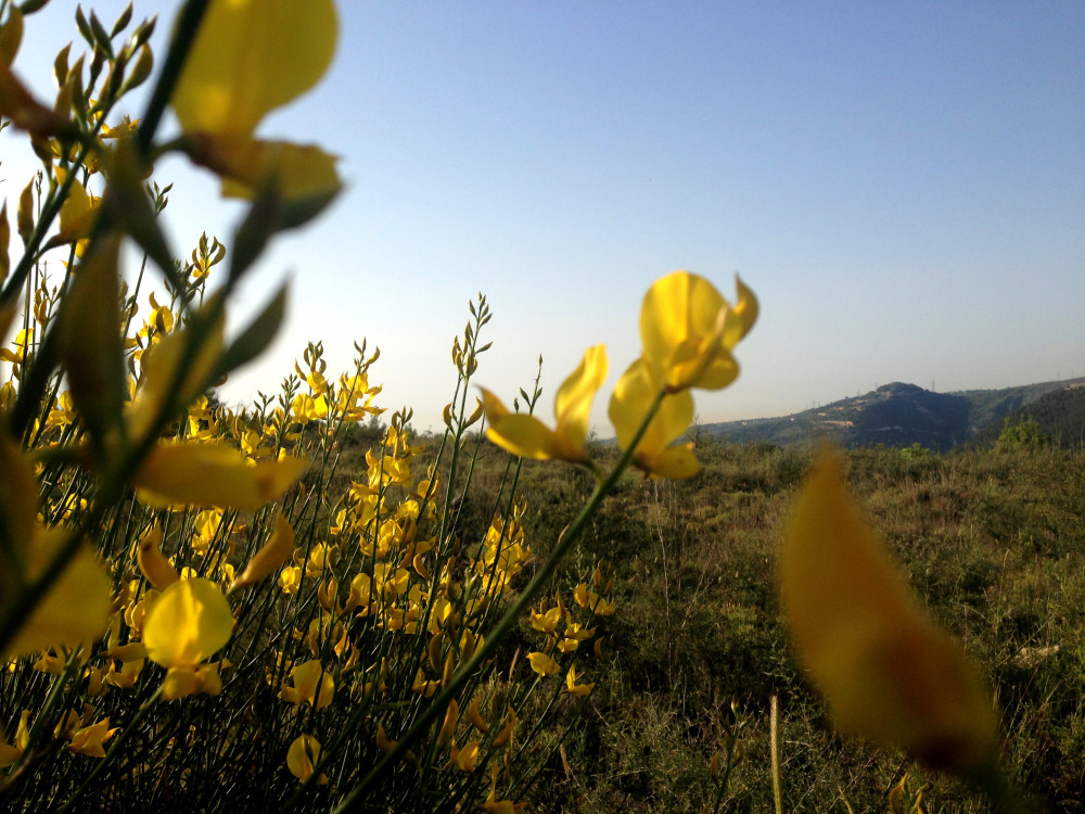 Yellow Flowers Free Photo