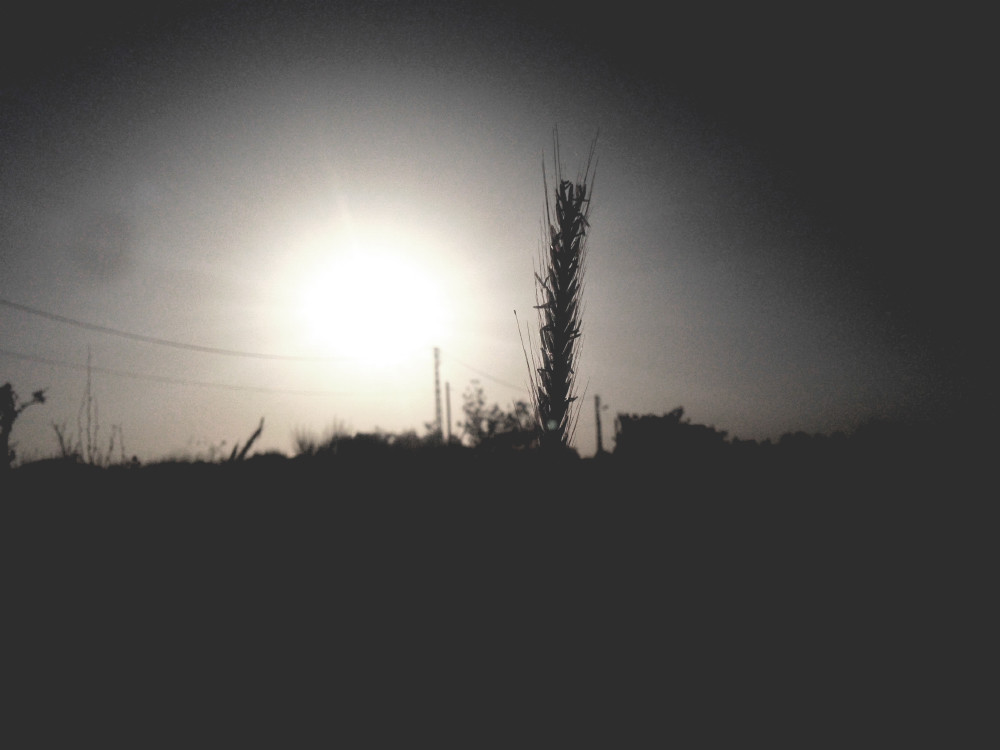 gray wheat silhouette free photo